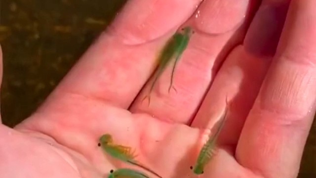 蹦跶了2亿多年的“史前生物”碧绿仙女虾。