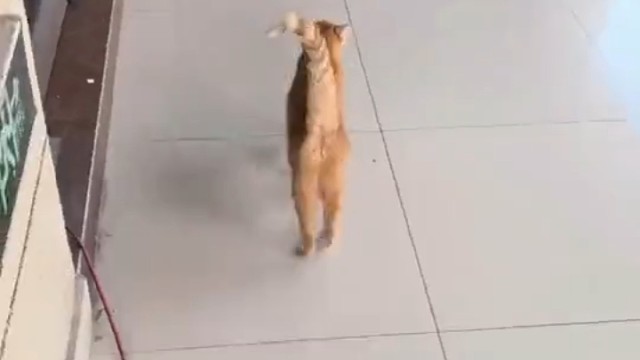 你搁这躲猫猫呢