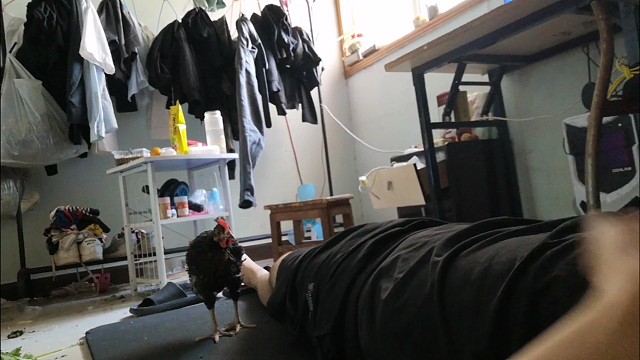 神鸟凤凰转圈圈