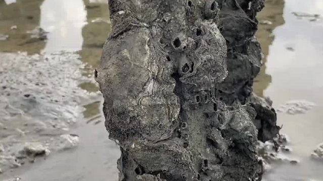 冷知识：吃生蚝千万不能吃一半然后看里面成分