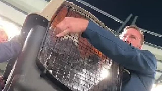 老鹰队赛前放鹰仪式