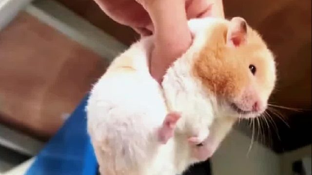 小姐姐非常喜欢仓鼠，让它体会像人一样的生活，结果最后竟然变成了这样