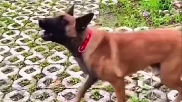 狗子还挺厚道，以旧换新