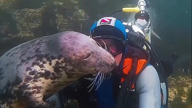 海豹误以为潜水员溺水，连忙过来救他