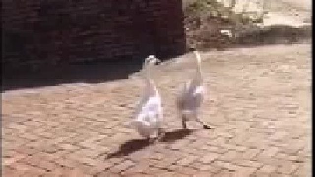 一只大鹅成功被同伴带跑偏了…