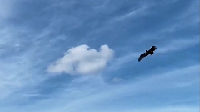 万物皆可食的鹈鹕这次栽了，捕鱼俯冲太猛被鱼卡住喉咙，好心小哥帮其解困竟成长期饭票