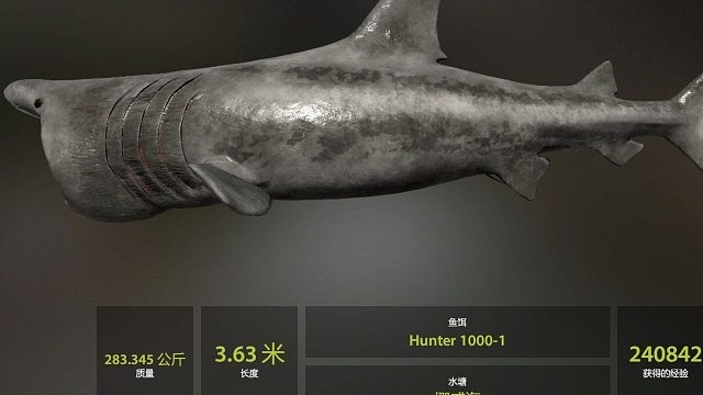 姥鲨不要再来啦