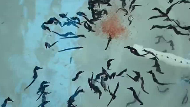 是海马不是茶叶