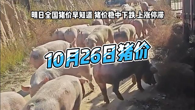 明日10月26日全国猪价早知道！明日猪价稳中下跌 生猪价格上涨停滞#猪价行情 #明日猪价 #猪价