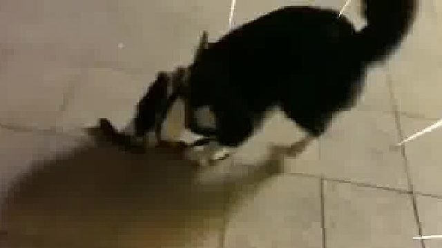 狗：你要害死我吗？现在外边啥情况不知道？