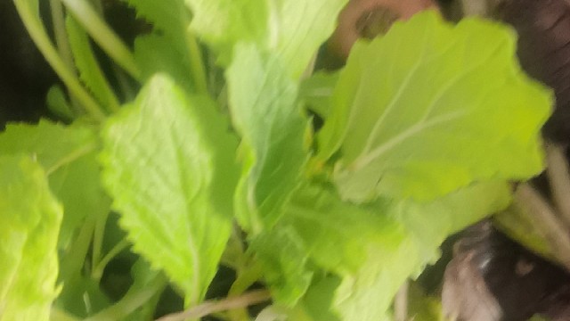 创业养殖土鳖虫