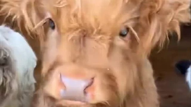 好可爱，希望 别变成牛肉火锅