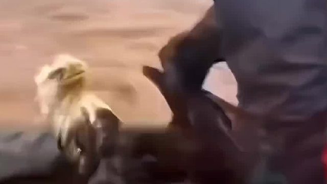 老鹰也是懂得感恩的！被大自然的真情给治愈了