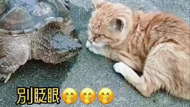 猫咪．让我瞅瞅什么情况