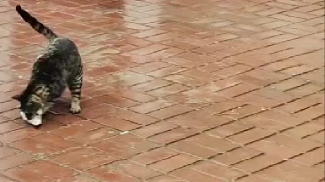 猫为什么那么仇恨老鼠？老鼠上辈子是猫的老公吗？