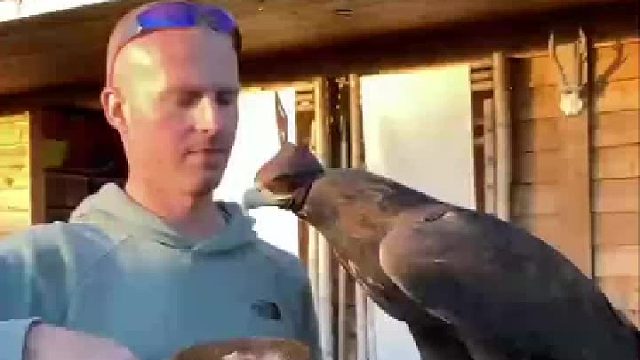 那鹰都吃得流口水了