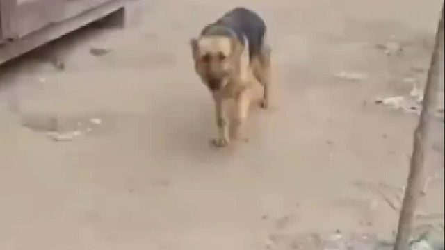 外人去看狗崽子会不会被咬！