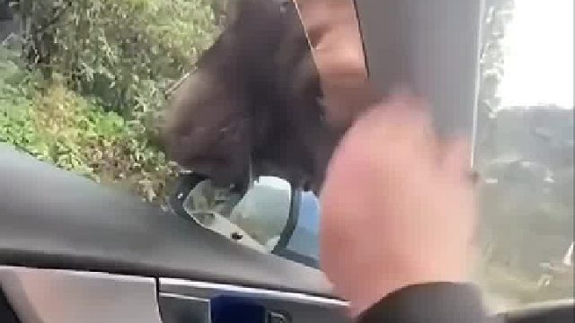 在车里喂猴子，猴爪刚伸进来就被打了！猴子：不想喂别喂猴子