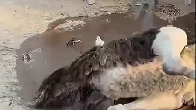 早上起来又一只鸵鸟把头夹断的，临走之前还不忘把刚下的蛋带走