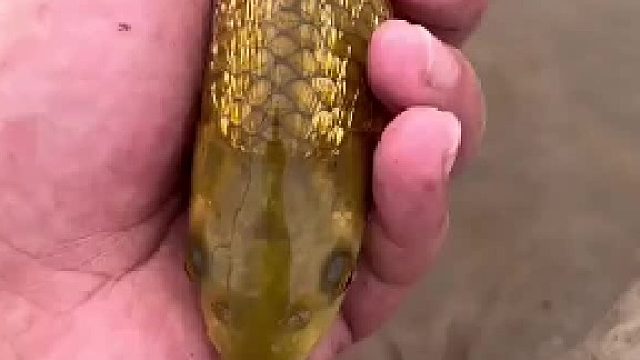 钓鱼钓到一个金色鲤鱼，这是吃了黄金吗！