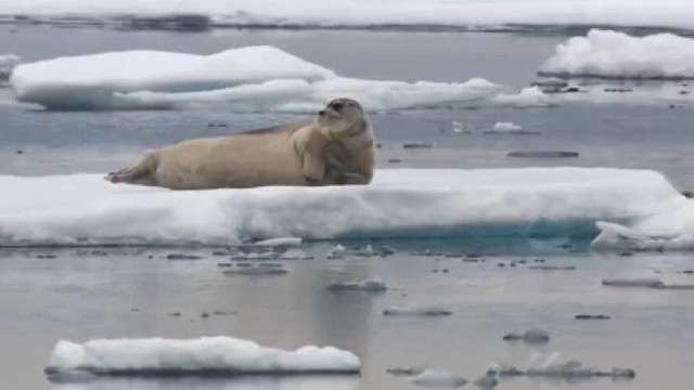 看到北极熊来了，海豹全身脂肪都跃动起来。
