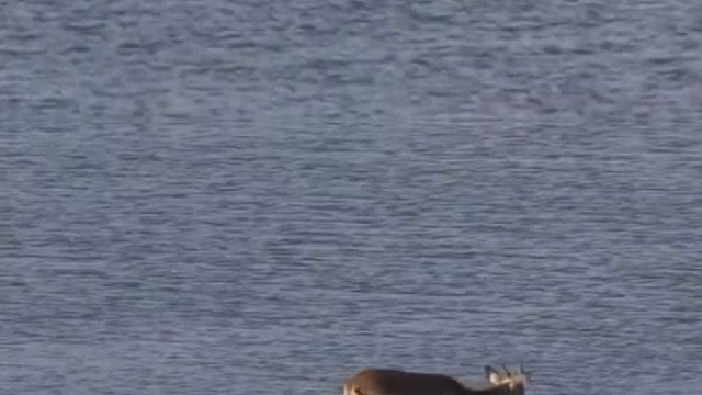 鳄鱼捕猎，没想到被河马捡漏啦。河马的咬合力多强大？