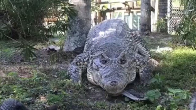 大胆火鸡，居然敢虎口拔牙，抢鳄鱼嘴边的肉骨头。