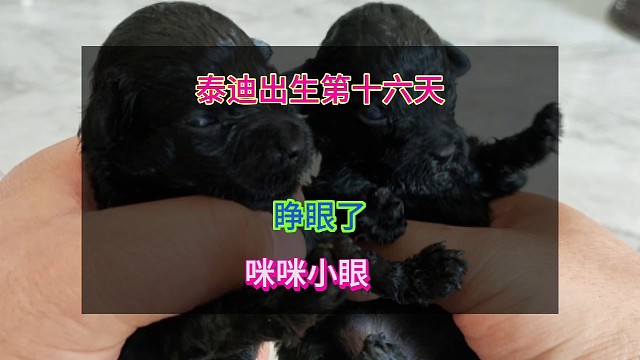 泰迪出生第十六天 睁眼了