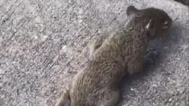 尾巴原来全是炸毛才这么大