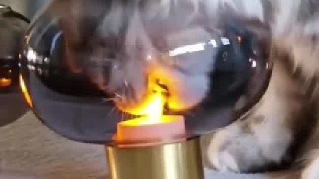 小猫给大家表演一个吞火苗