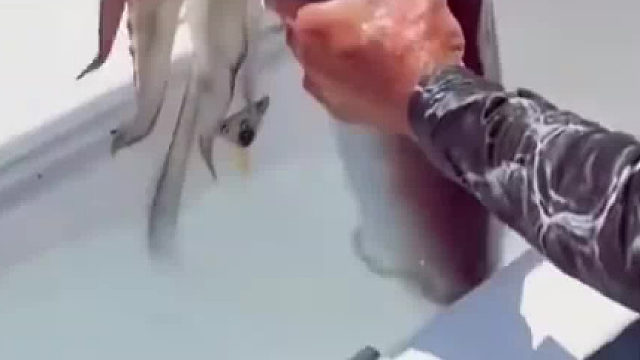 鱿鱼有多强？ 外国网友实测鱿鱼的咬合力 网友：都能去火车站检票了