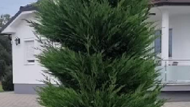 这修剪水平至少500一天