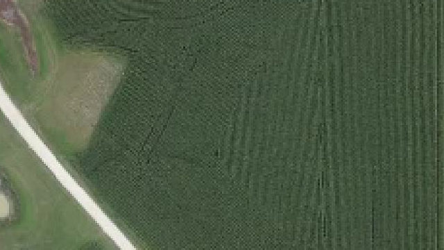 收割机收割青饲料，这段视频看得让人好舒适……