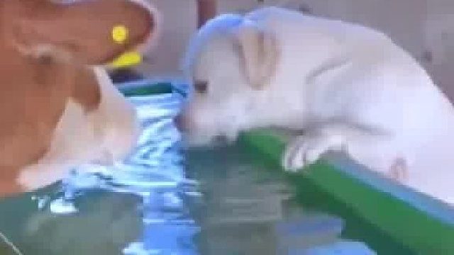 拉布拉多喝水时吧唧嘴，遭牛牛嫌弃！牛：真不想喝了，有它的口水