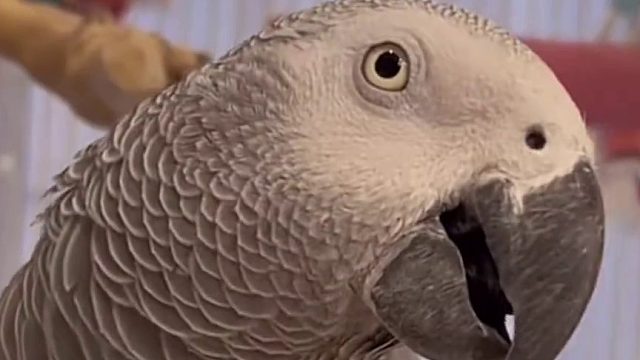 一只鹦鹉能和主人无障碍交流鹦鹉  会说话的鹦鹉
