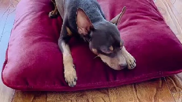 因为主人医院陪护，GG想主人了