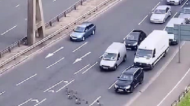 当开车遇到鸭子一家人出行，国外司机这样做。