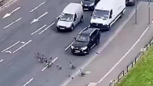 当开车遇到鸭子一家人出行，国外司机这样做。