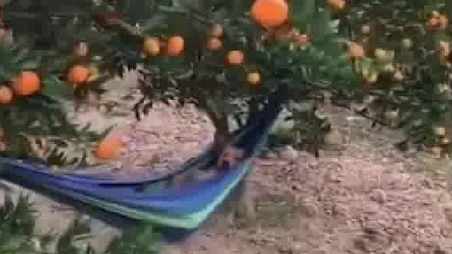 狗子躺吊床上，一脸悠哉看守果园，网友：活得不如狗