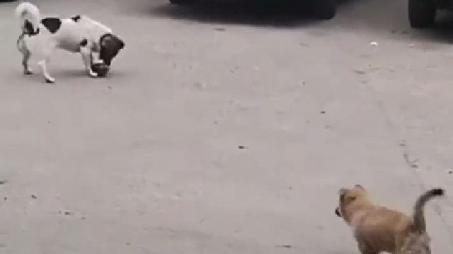 40斤的狗子，39.9的心眼子