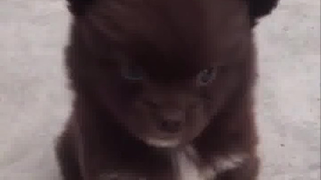 这呆萌的样子太可爱啦！