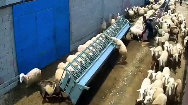 羊：吃口饭你们想吊死我？