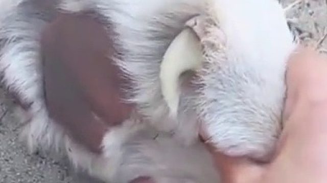 猫科动物的爪子像匕首一样