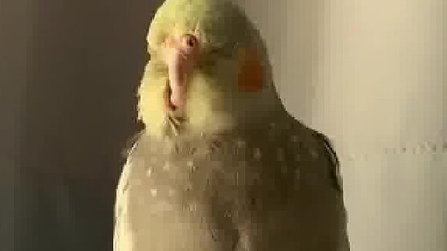 它是懂打工人作息的