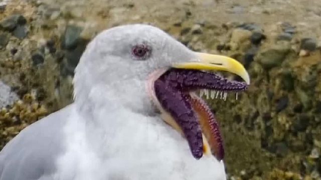 海鸥：去整点海鲜的时候，惨遭海星暗算