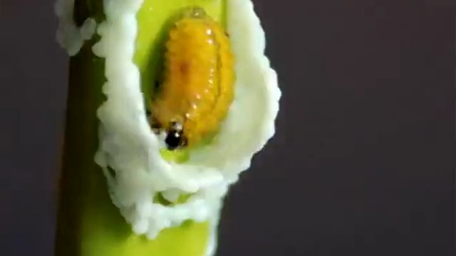 毛毛虫给自己造房子，就像3D打印一样。