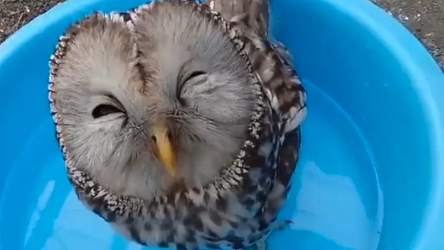 猫头鹰开心的喝水，笑容藏不住。