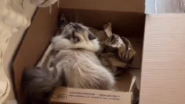 你永远猜不到它下一秒要做什么