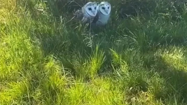 猫头鹰拍艺术照，一拍完就急着看照片。