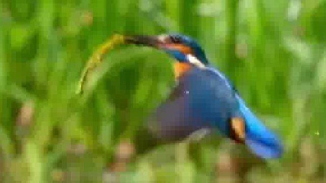 小翠鸟捕鱼失误，捉了一根水草上来